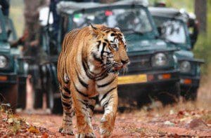 Golden Triangle Tour with Ranthambore